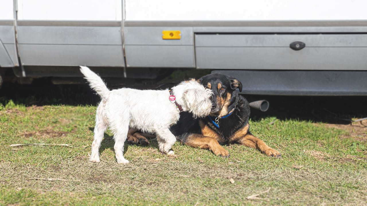 Köpek dostu kamp alanları – onları karakterize eden özellikler ve onları nerede bulabileceğiniz