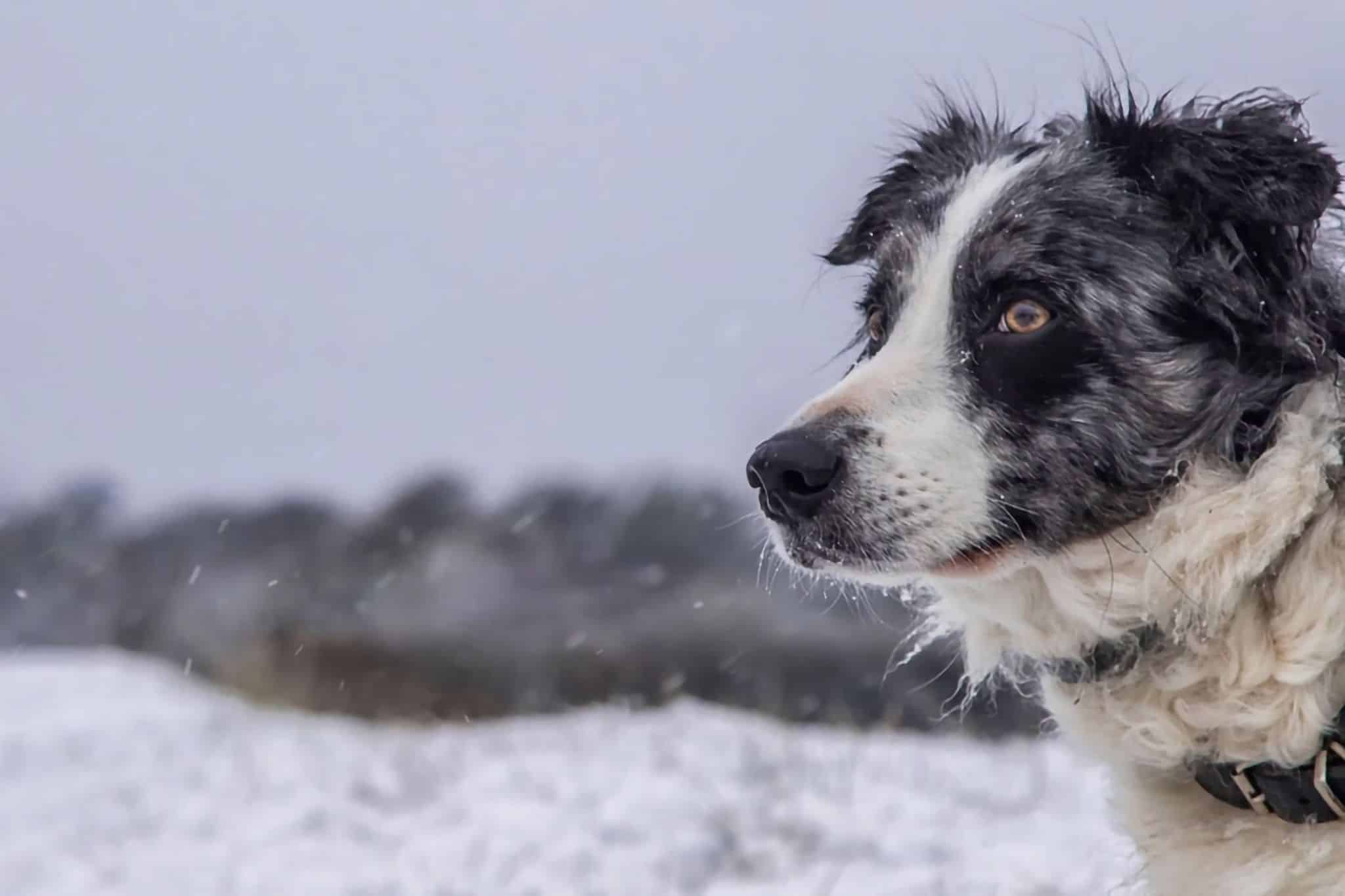 Köpekle kış kampı: Karda kamp yapmak için ipuçları, ekipman ve destinasyonlar