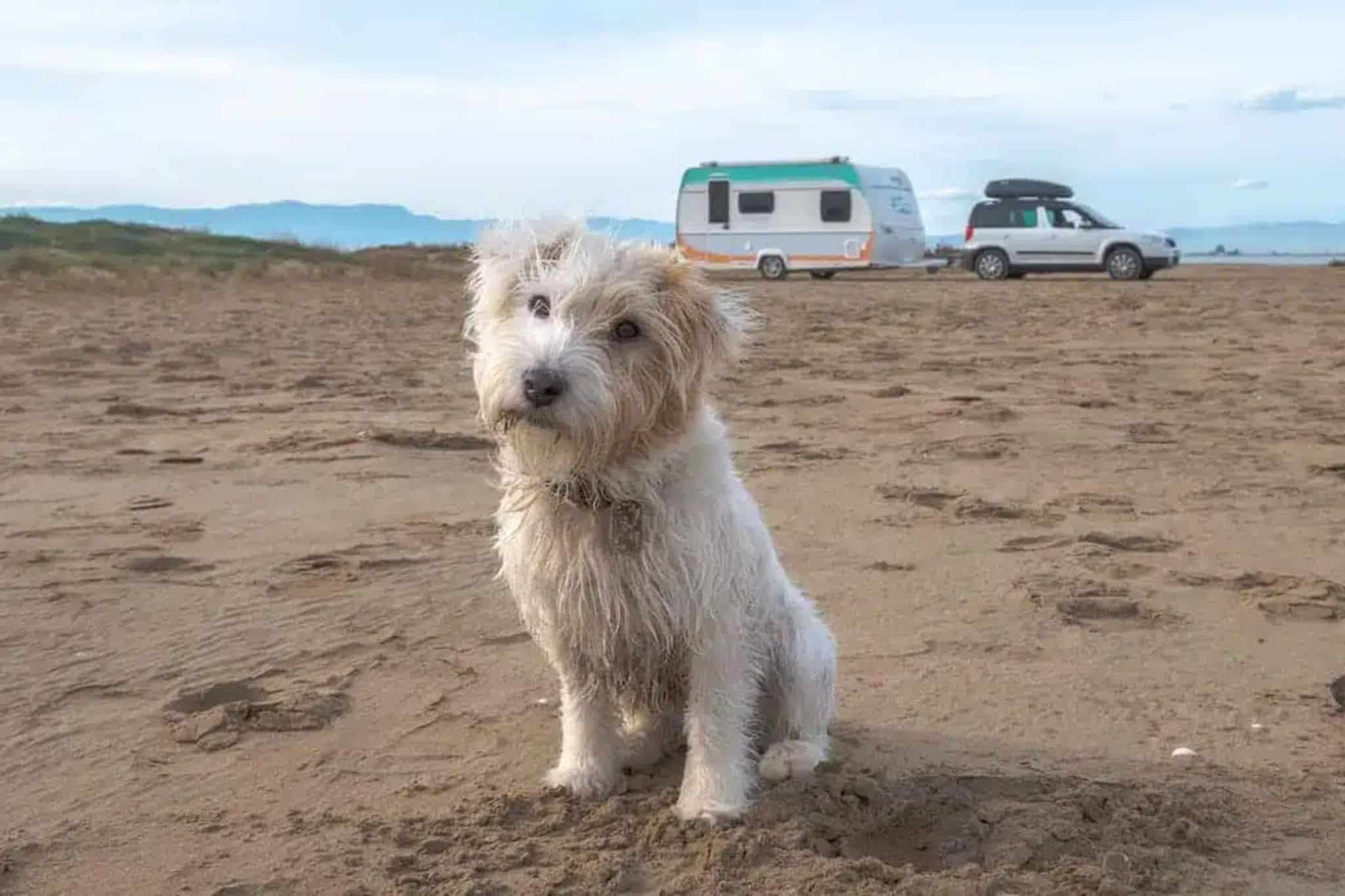 Köpekle kamp yapmak: hazırlıklar ve kontrol listesi